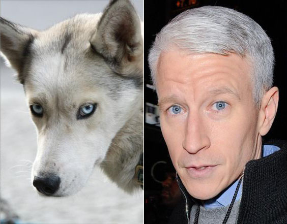 Animal Celebrity 8