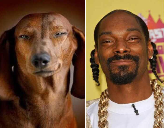 Animal Celebrity 9