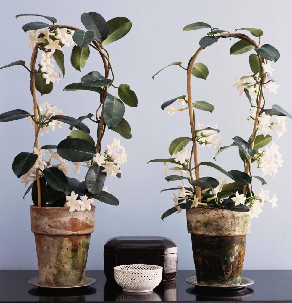 Jasmine Potted Plants