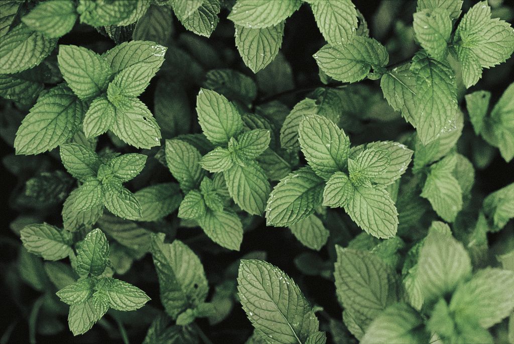 peppermint
