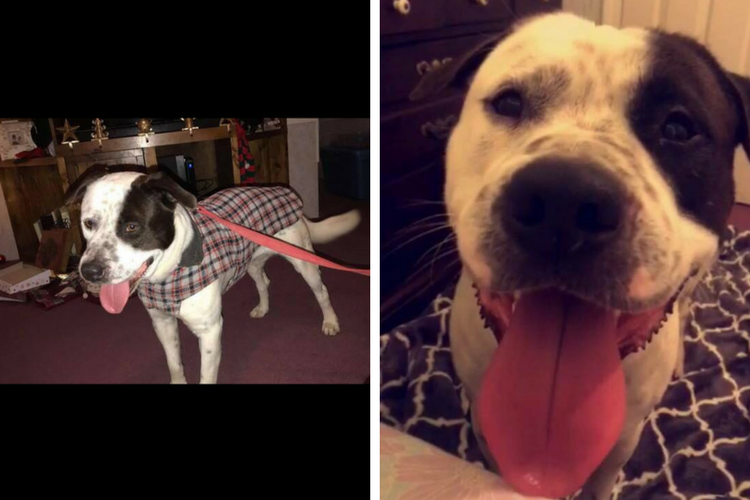 Toby the dog - Rescued!