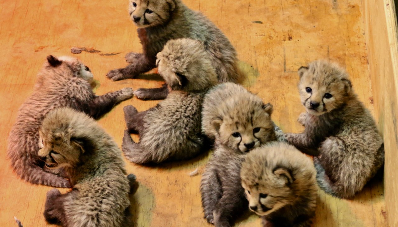 Eight Cheetahs Cheetah Give Birth to Record Eight Cubs