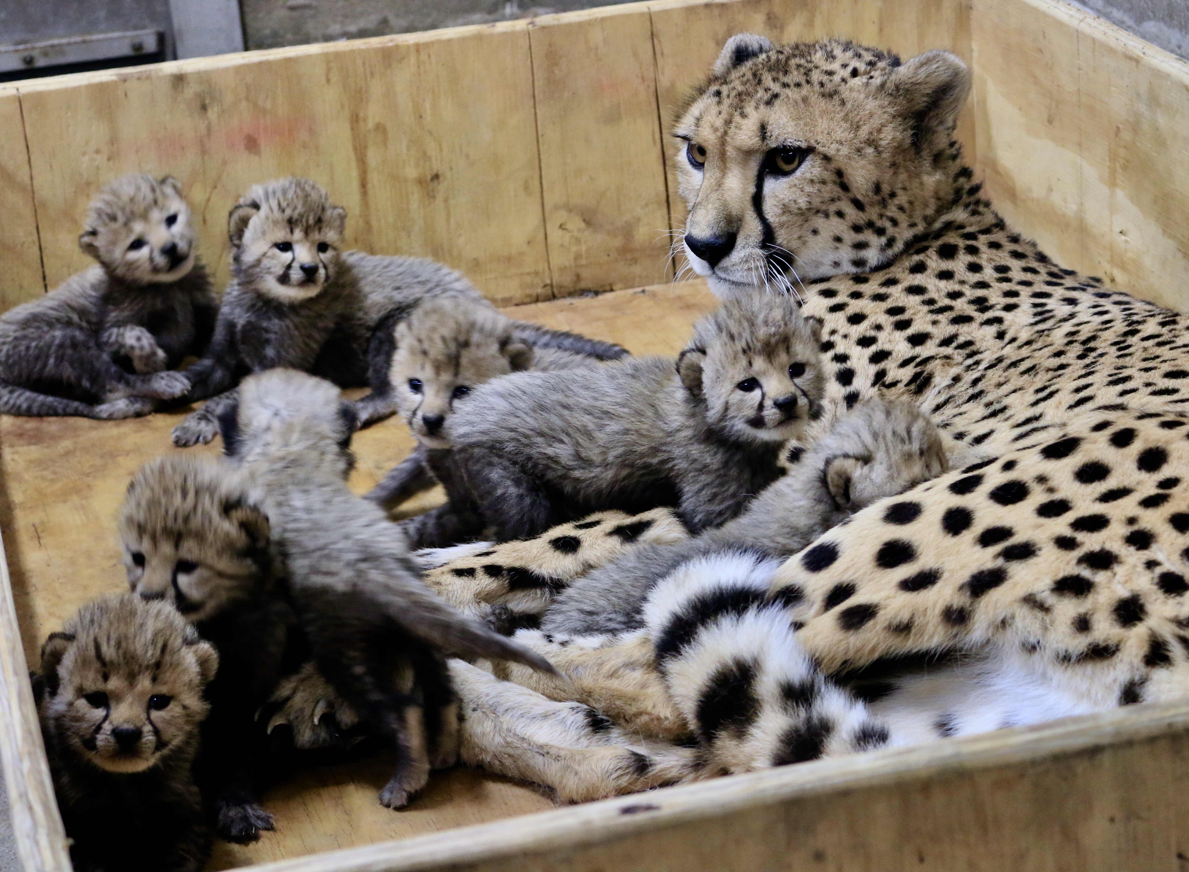 mom cheetah cubs