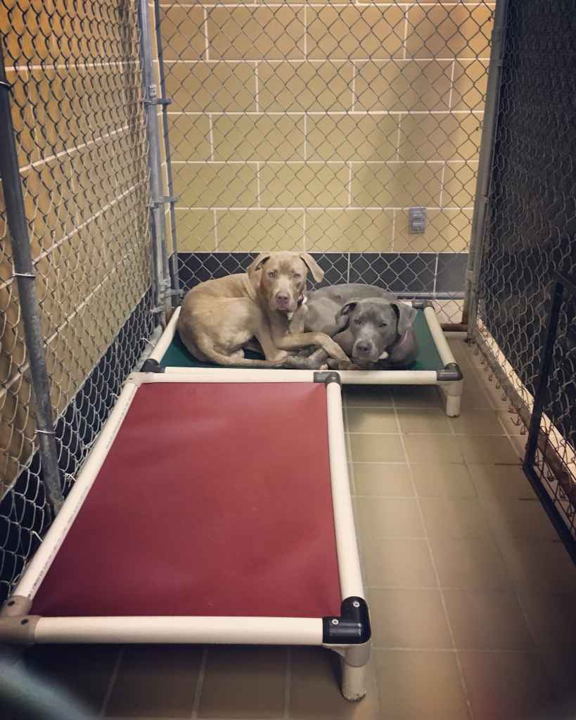 Hank and Gigi