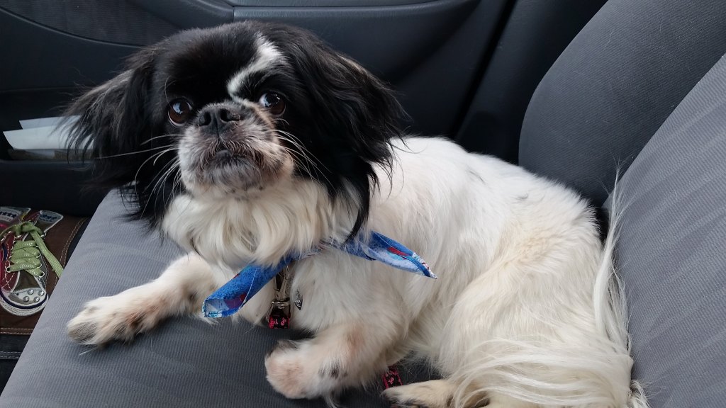 Rescue Dogs Before and After Olive