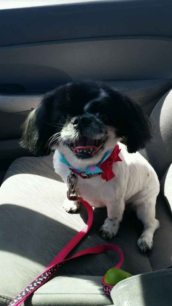 Rescue Dogs Before and After Olive 2