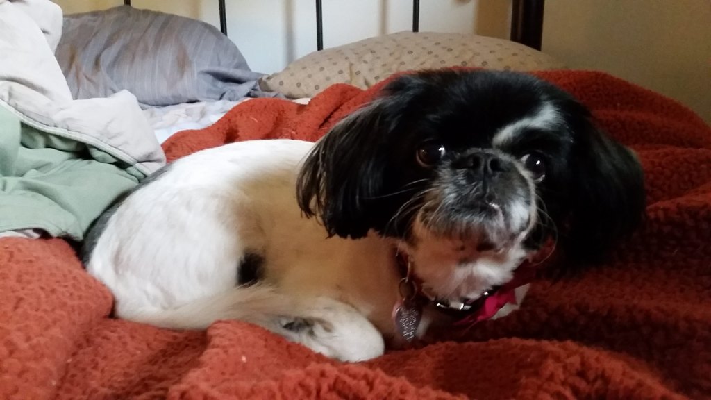 Rescue Dogs Before and After Olive 3