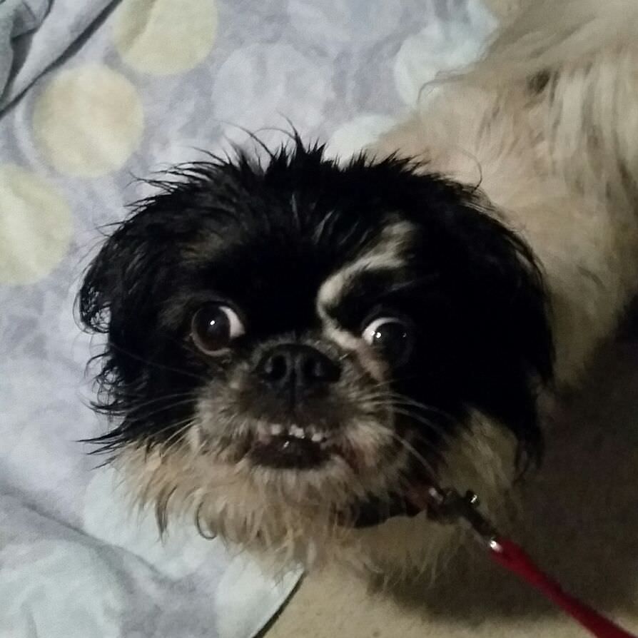 Rescue Dogs Before and After Olive 4