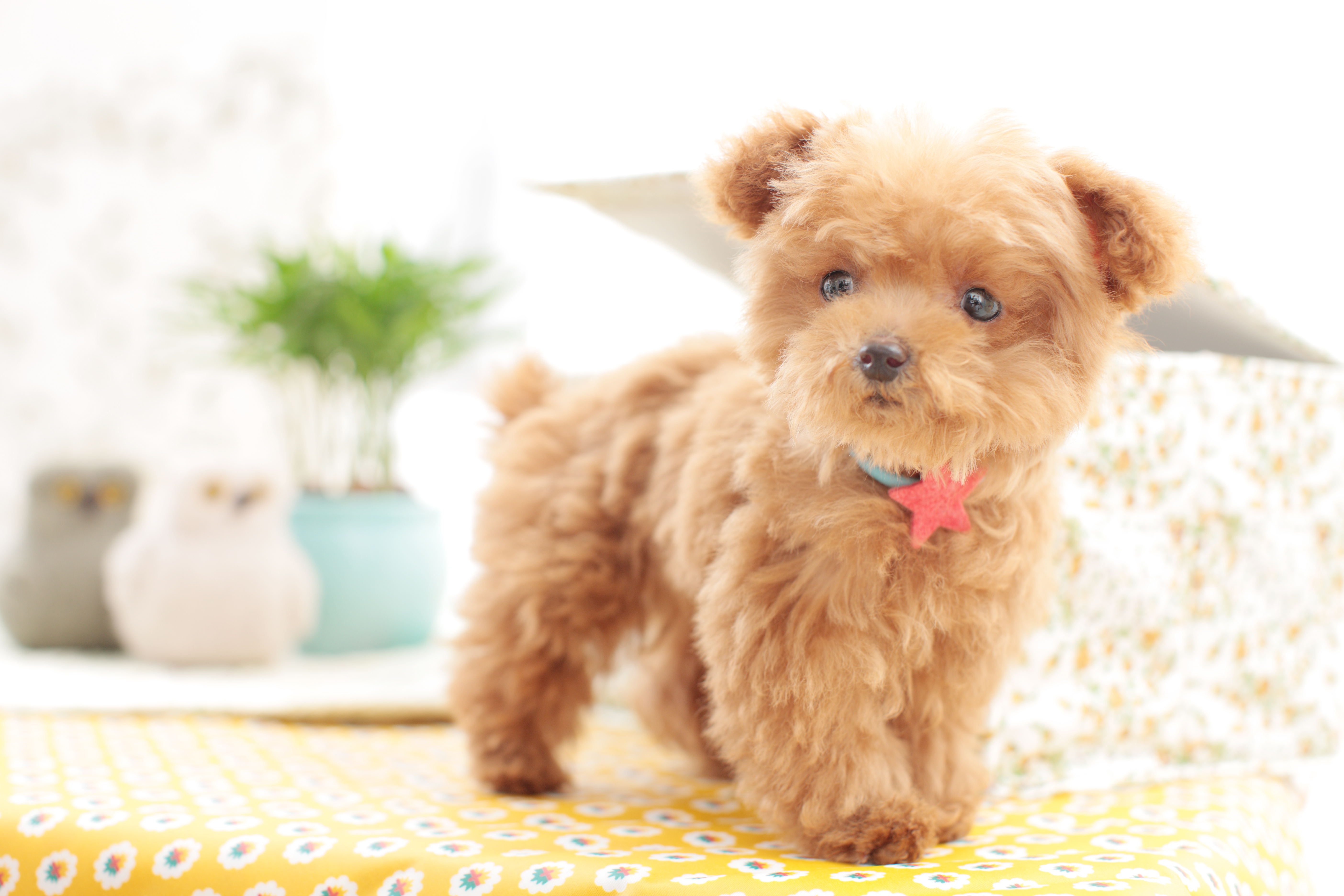 teddy bear miniature poodle