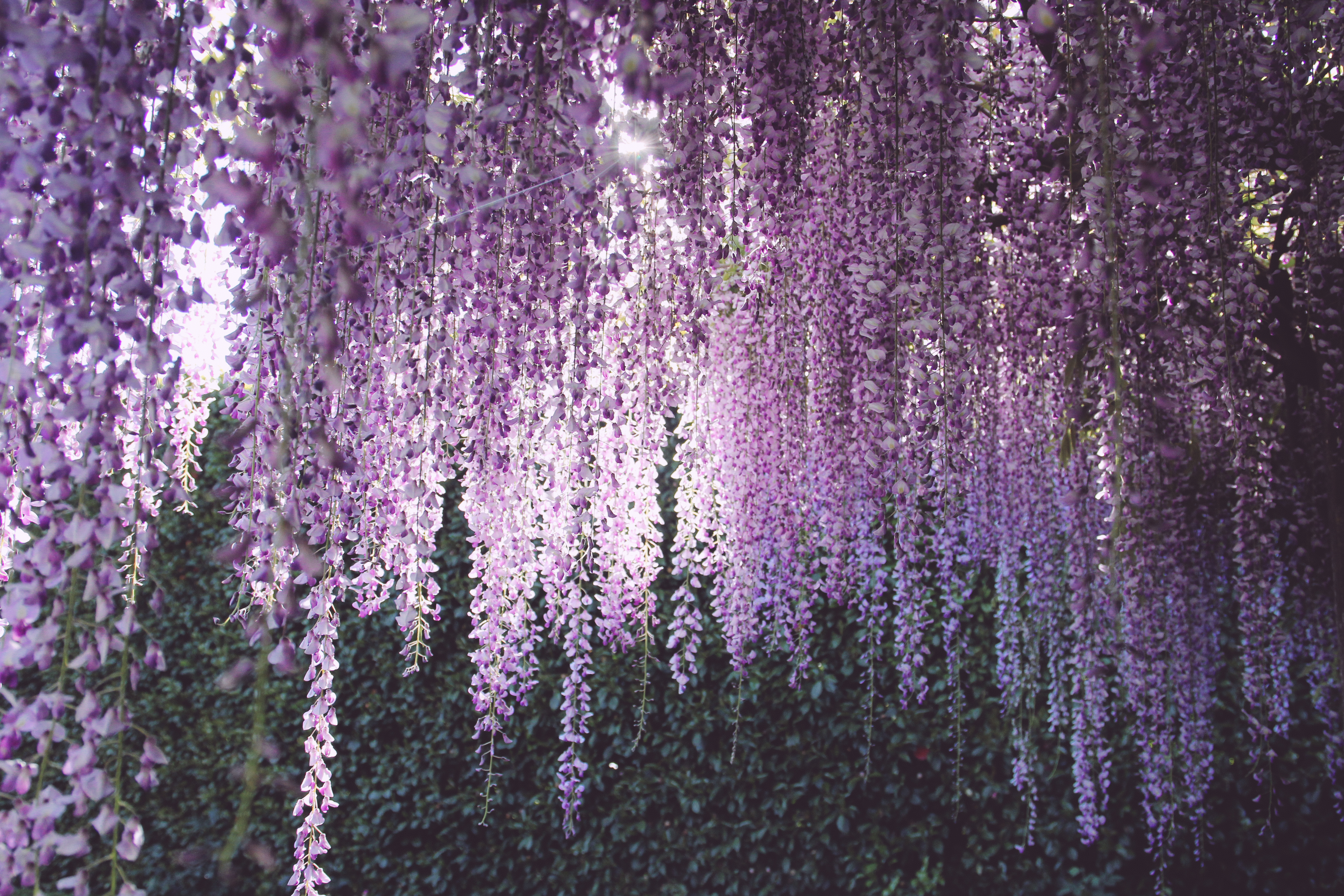 wisteria-pictures-2.jpg