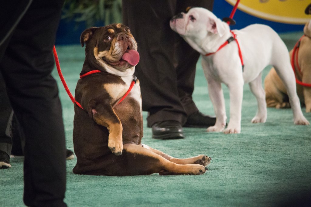 American Rescue Dog Show