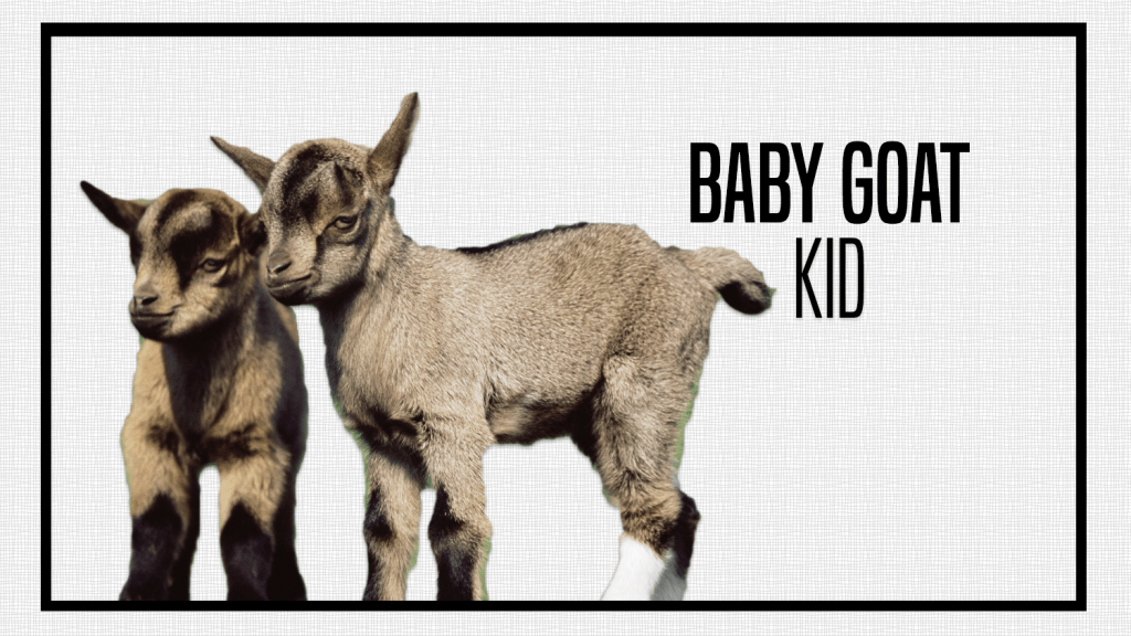 Baby Animal Names: What To Call Goats, Otters, Sloths, and More