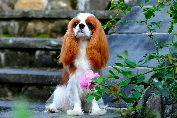 Cavalier King Charles Spaniel