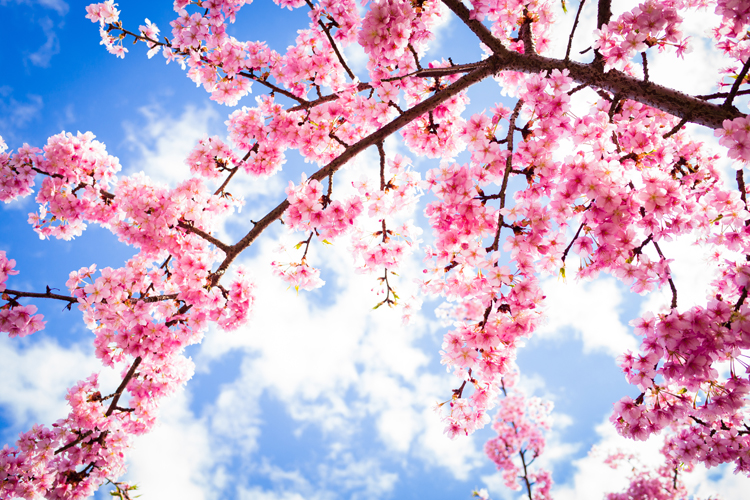 Photos of Cherry Blossoms to Remind You Spring Still Exists