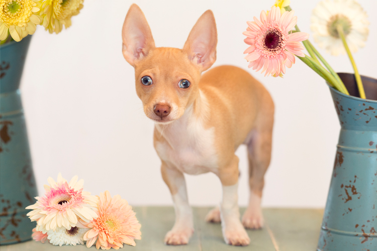 Chihuahua