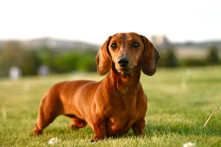 Dachshund