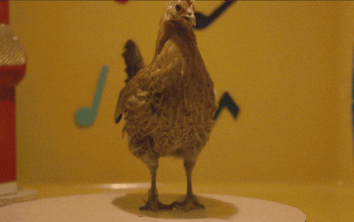 dancing chicken