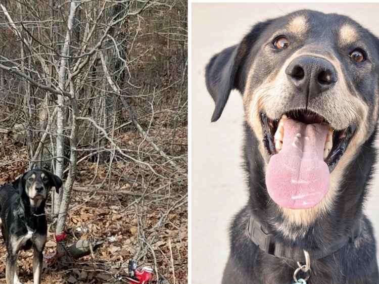 Abandoned Pup Found Tied to Tree Finds Forever Home