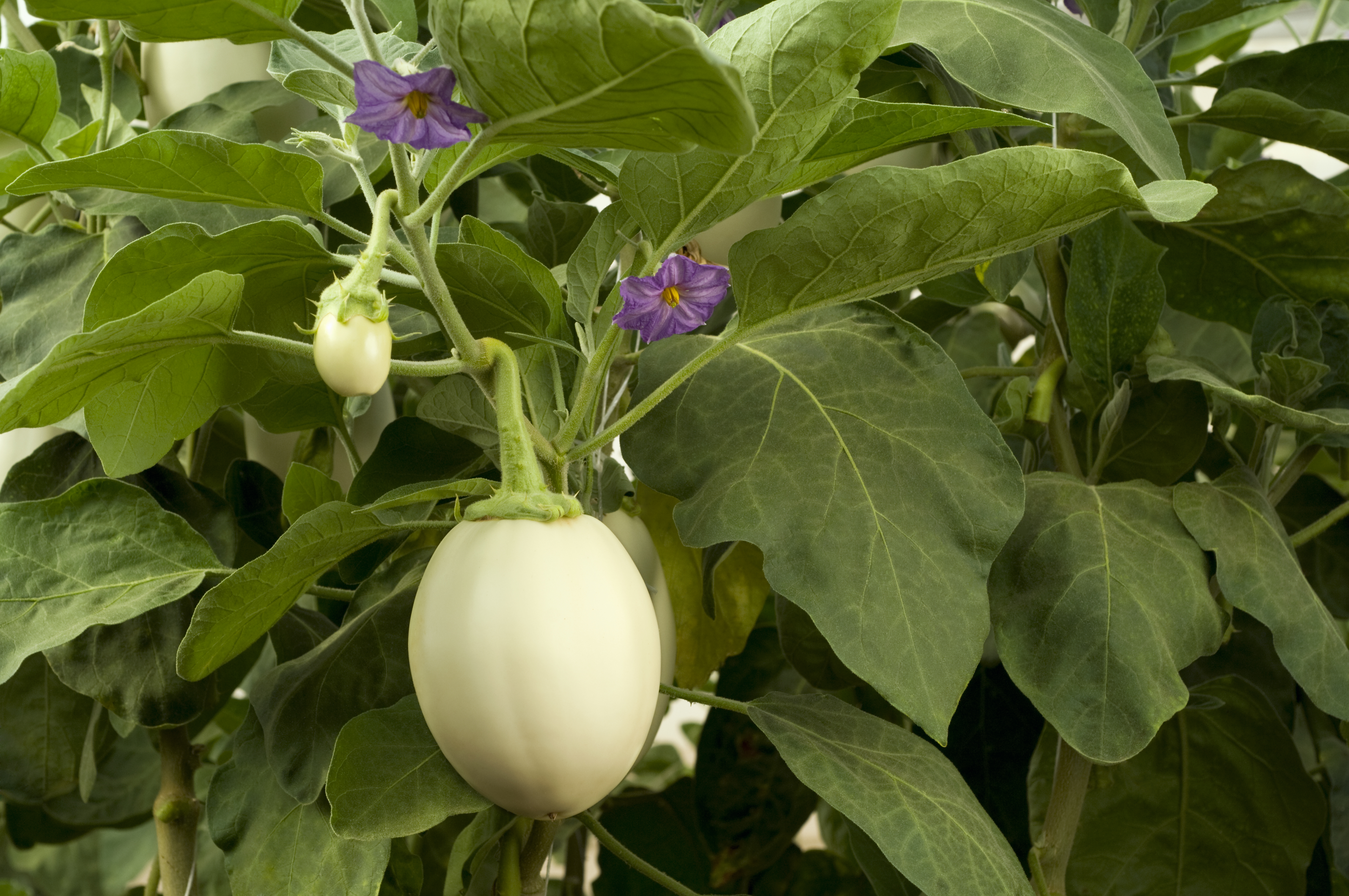 An Eggplant Of A Different Color Can Be Just As Sweet : The Salt : NPR