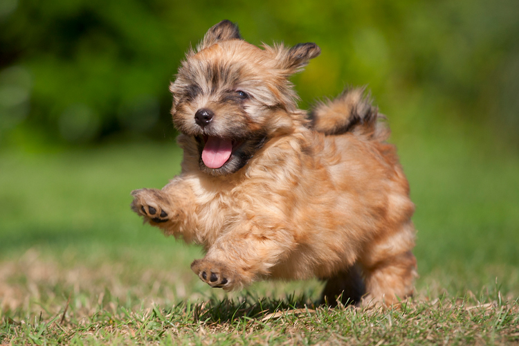 Havanese