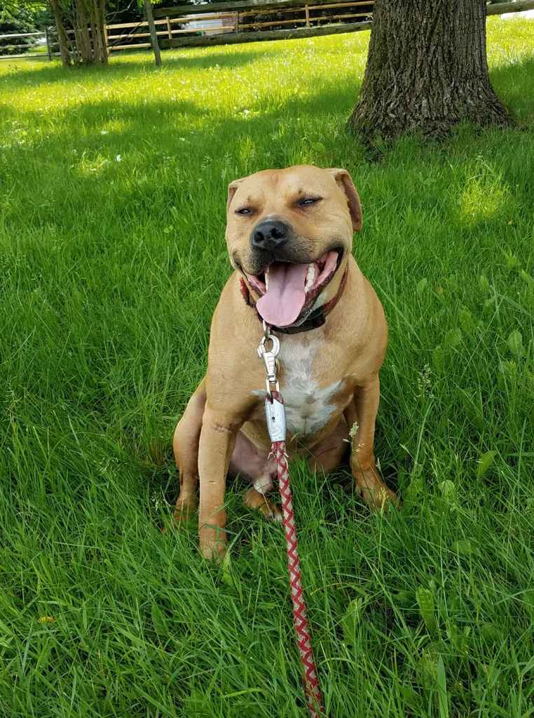 jingle anxious pit bull