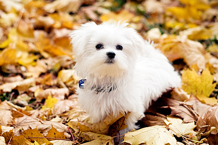 Maltese