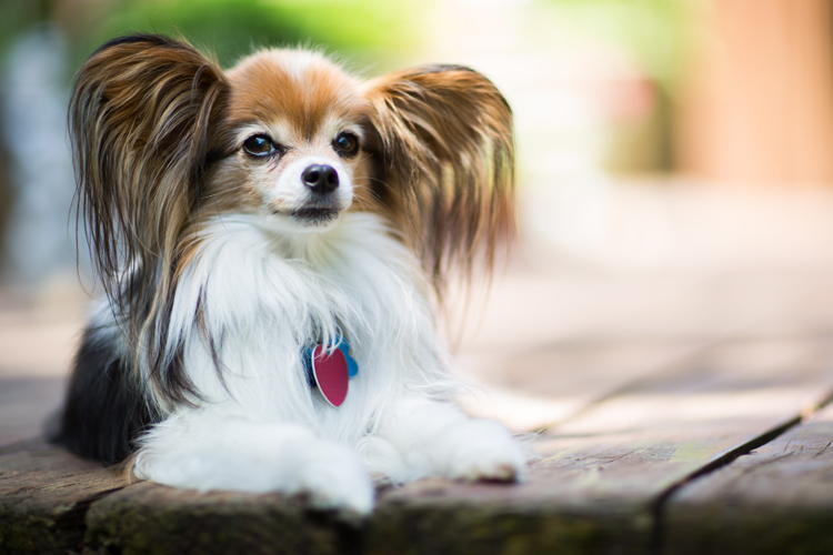 Papillon