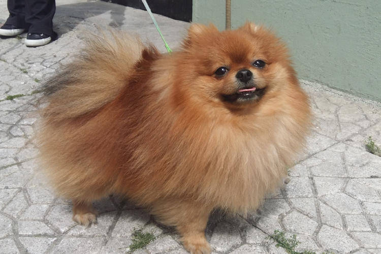 Pomeranian