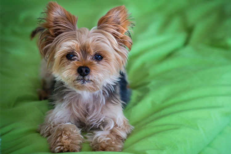 Yorkshire Terrier