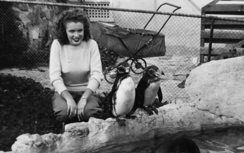 Marilyn Monroe poses with penguins in 1941
