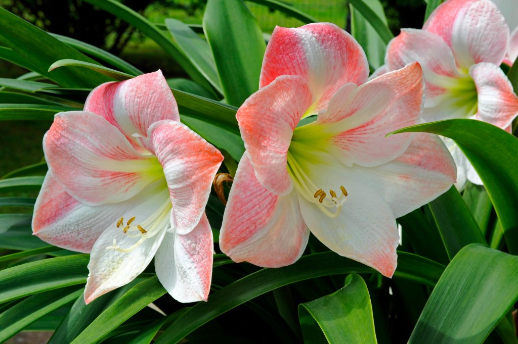 Amaryllis White