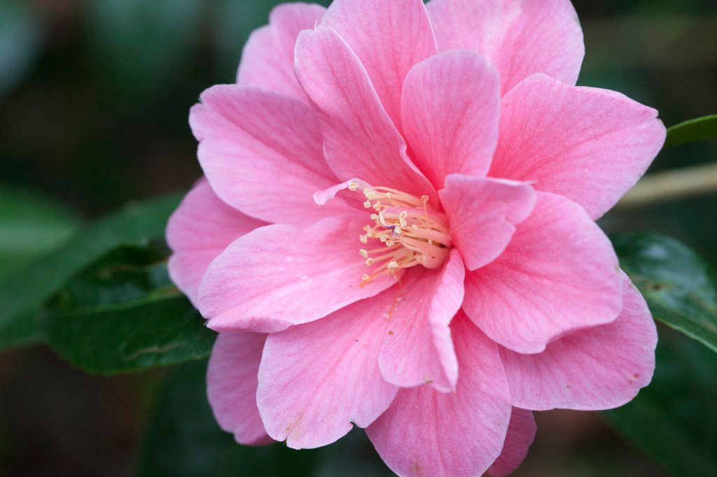 Camellia Shrub