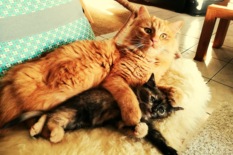 Cat And Kitten Images