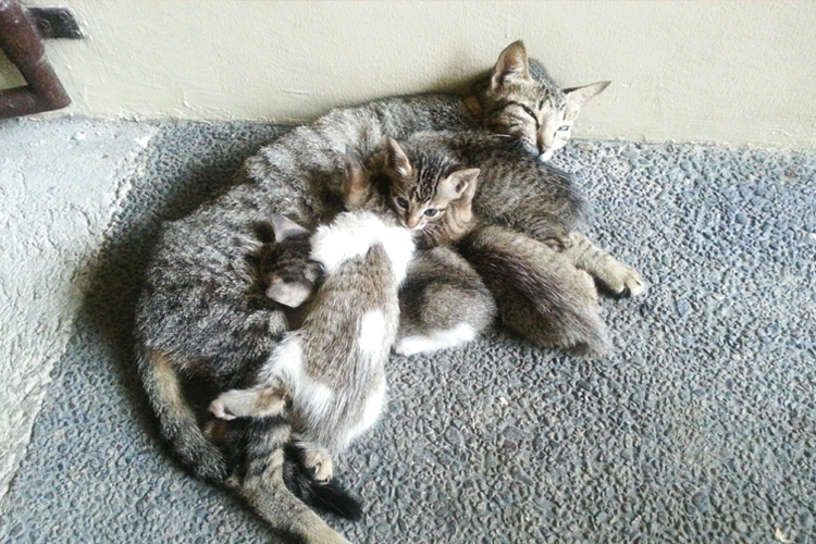 Cat And Kitten Pictures