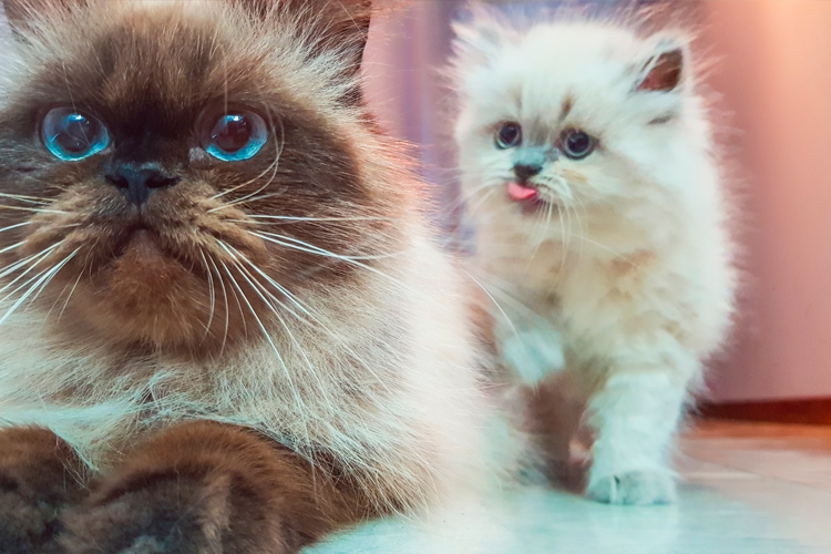 Cat And Kitten