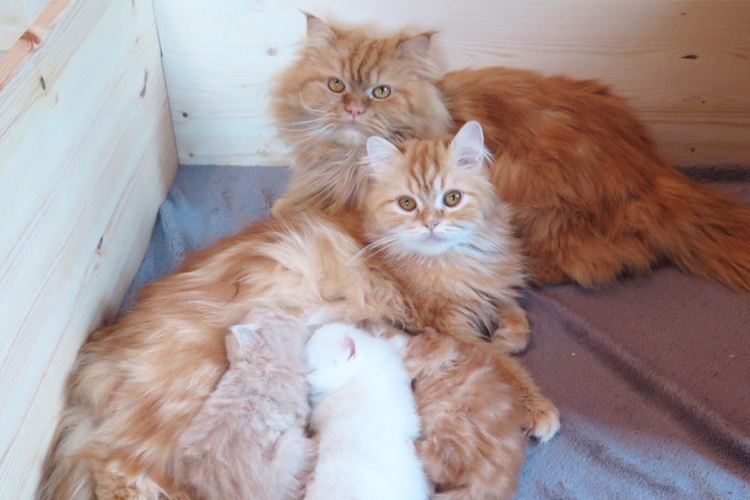 Cat Family
