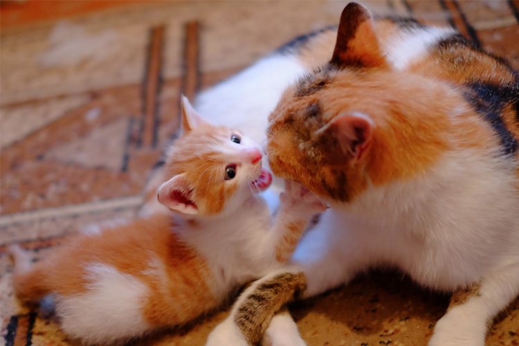 Cat With Kitten