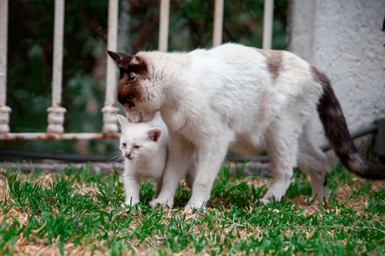 Cat With Kittens