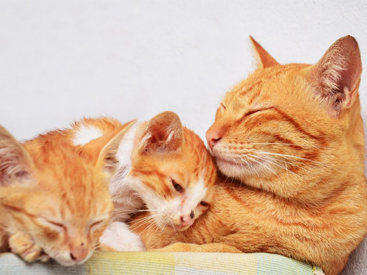cats-with-kittens-hero.jpg