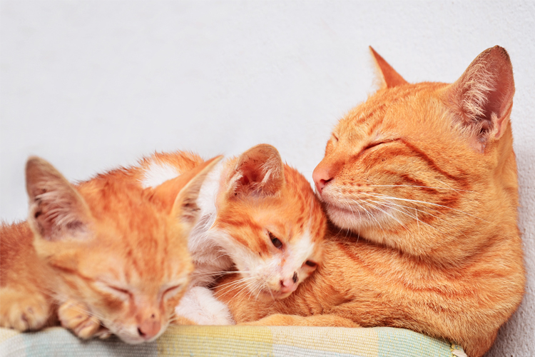 Cats With Kittens