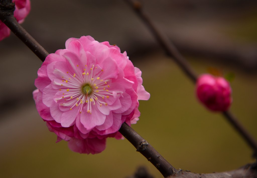 Cherry Blossom Pink