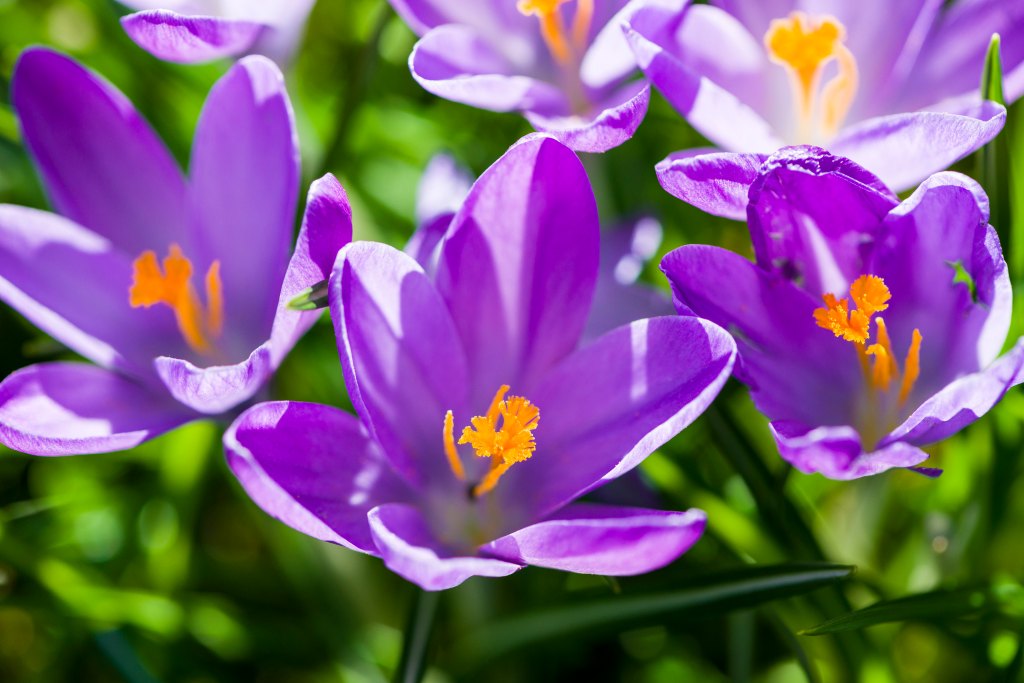 Crocus Purple