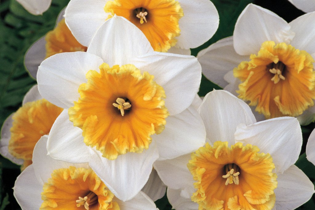 Daffodil Flower Images