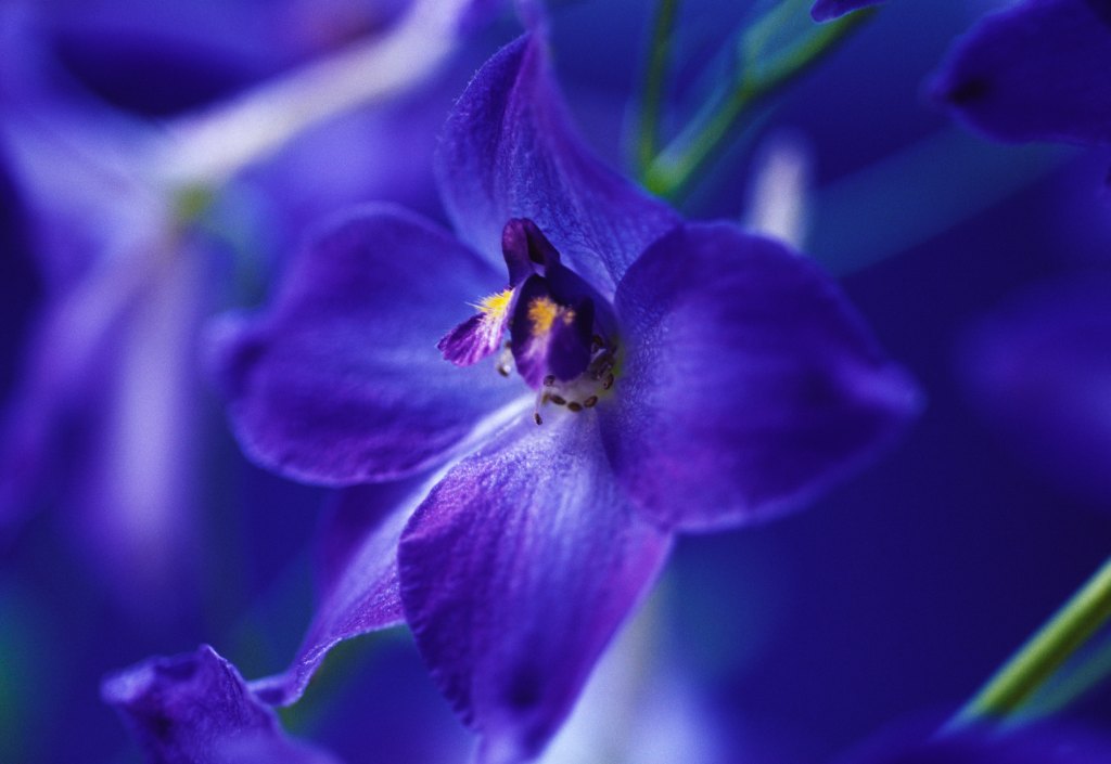 Delphinium Plant