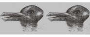 This Strange Duck Rabbit Optical Illusion Makes Us Do A Double Take This Strange Duck Rabbit Optical Illusion Makes Us Do A Double Take