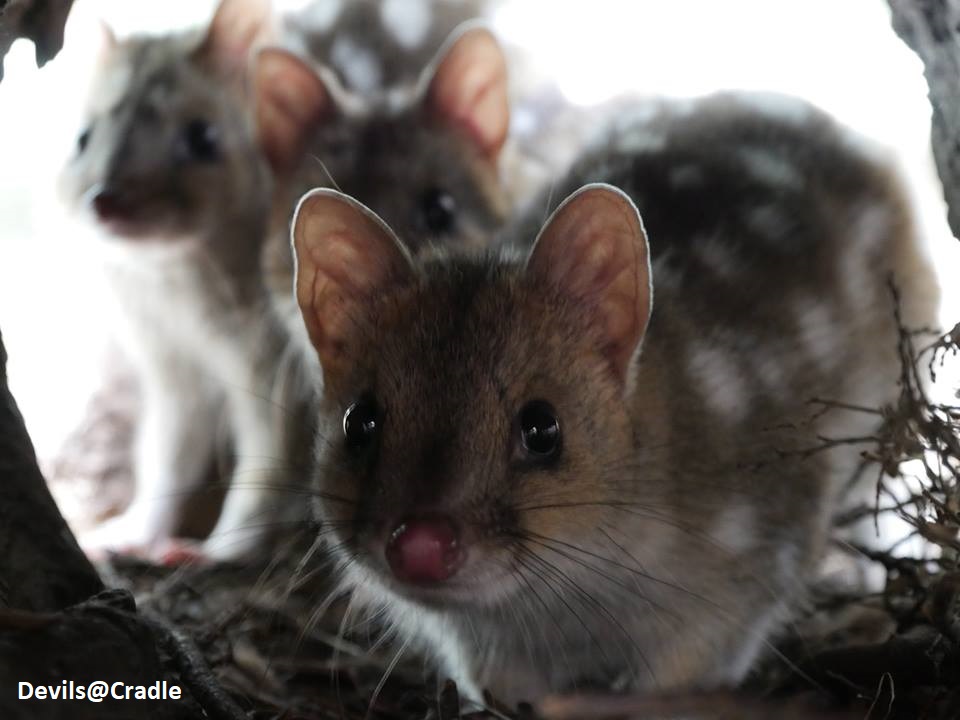 The Eastern Quoll