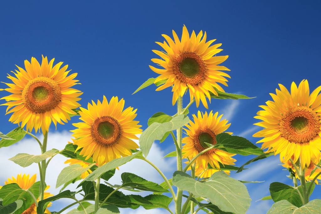 Flower of Sunflower