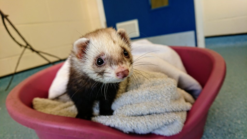 Honey the Ferret