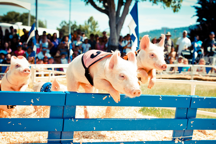 happy-national-pig-day