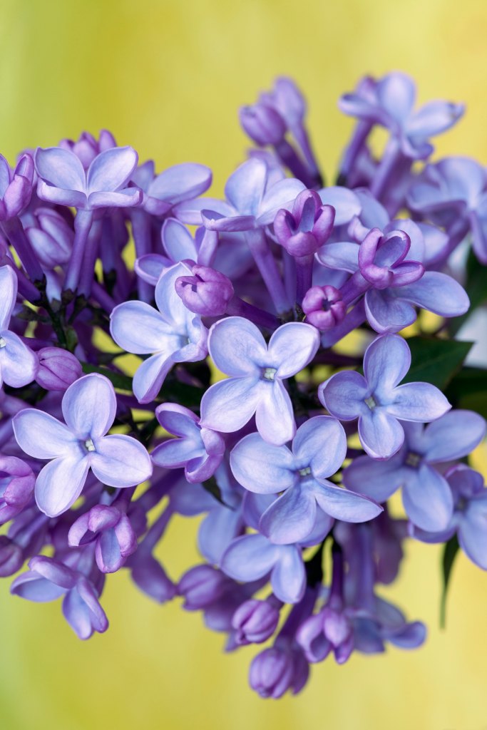 Lilac Purple